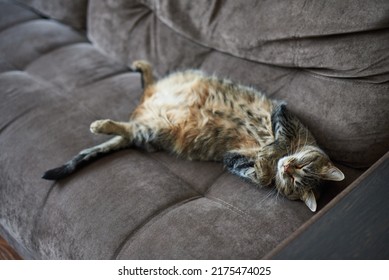 Cat With Tummy Sleeps Funny On The Couch At Home