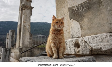 Cat Turkey Ephesus View Portrait 