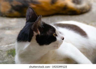 Chaton Noir Hd Stock Images Shutterstock