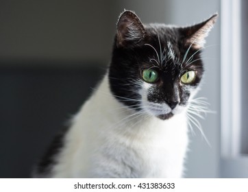 Cat with two different eye colors