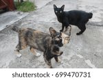 Cat Two Face
