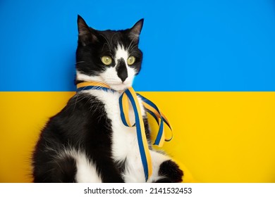 Cat in Ukrainian symbols on the background of the flag. No war	