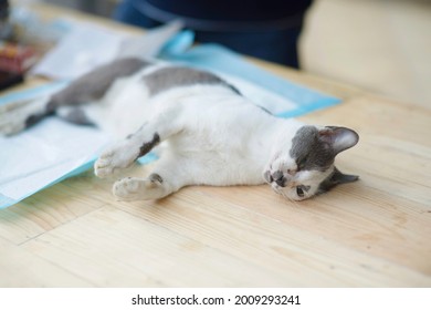 Cat unconscious on table.Dead cat.Anaesthesia treatement on feline.Animal operation on table.Examining pet kitty.