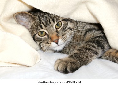 Cat Under A Blanket