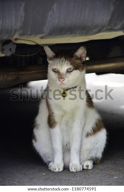 Cat under the\
car