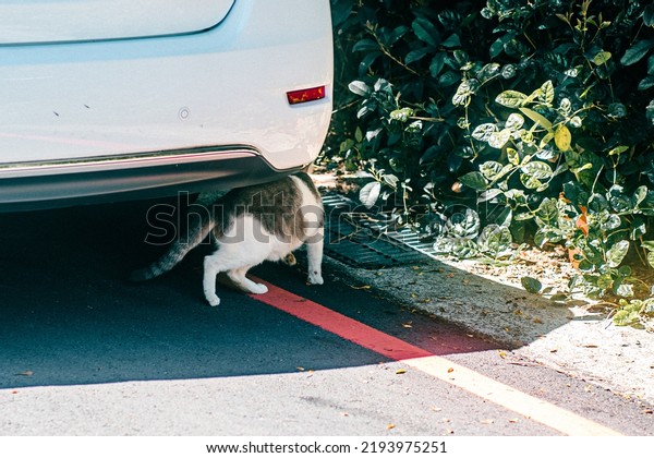 The cat under the
car