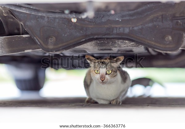 Cat under a\
car