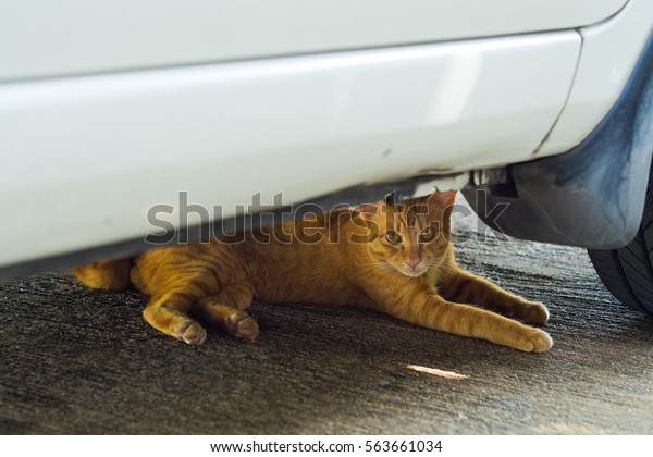 cat under\
car