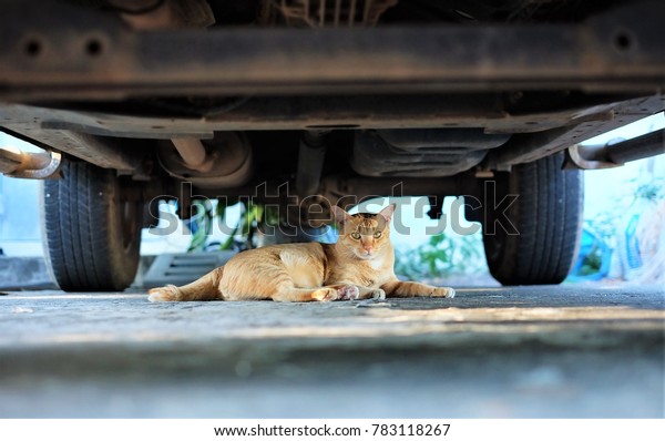 Cat under a car , safe\
zone