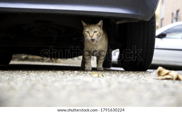 Cat under car,
stray domestic animals,
danger