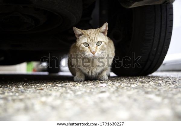 Cat under car,\
stray domestic animals,\
danger