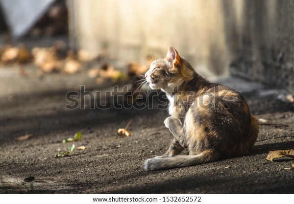 cat under house