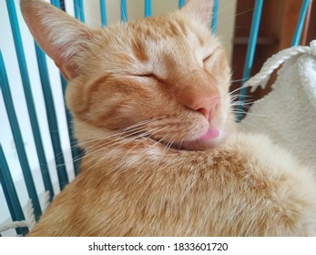 the cat is under the table 