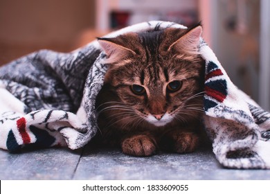 Cat Under A Warm Blanket On An Autumn Evening