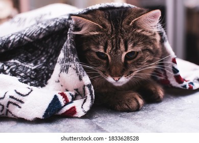 Cat Under A Warm Blanket On An Autumn Evening