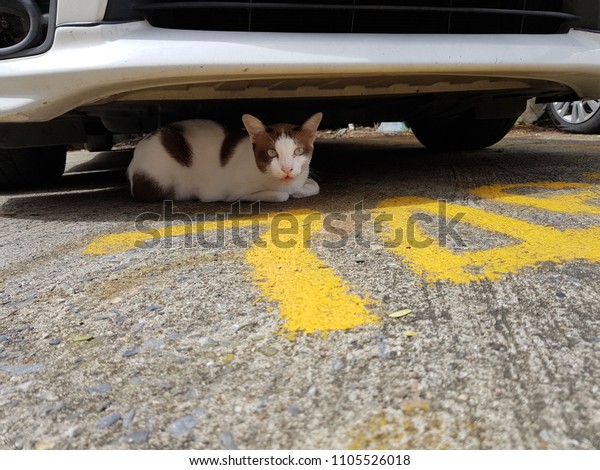 The cat is under the white\
car.