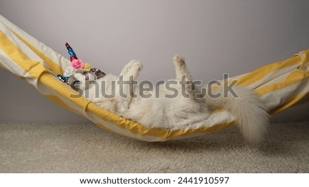 Cat with a unicorn horn in a hammock.