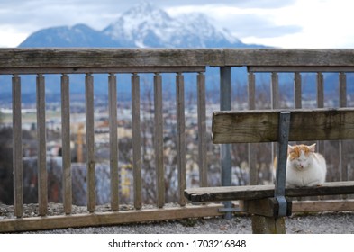 Cat Unimpressed By The View