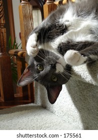 Cat Upside Down On Stair Case