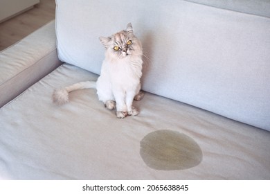 Cat urinating at home. Cat sitting near wet or piss spot on the couch. Cat peeing on sofa. Bad cat behaviour