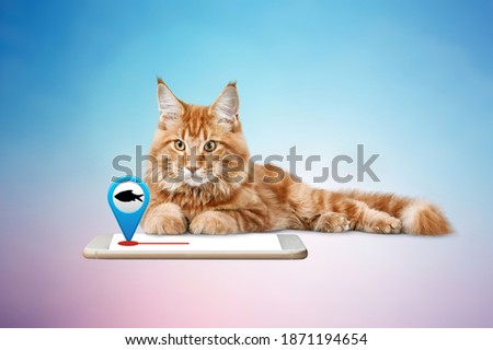 Cat using an app on smart phone. Funny pets using technology or pets imitating owners.