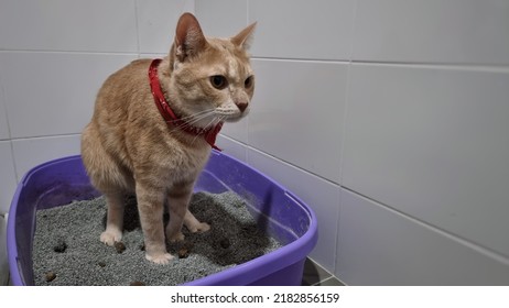 A Cat Using Charcoal Sand Litter Inside Pet Toilet Box