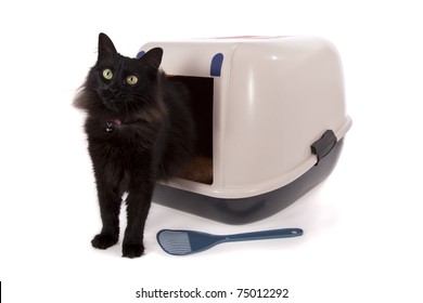 Cat using a closed litter box isolated on white background