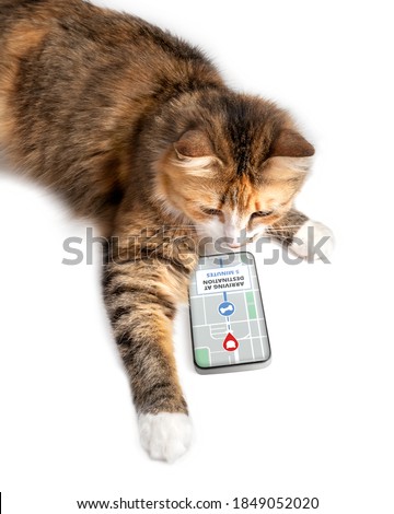 Cat using delivery app on smart phone to online track order on street map. Concept for e-commerce, track service or home delivery shopping. Funny pets using technology or pets imitating owners. 