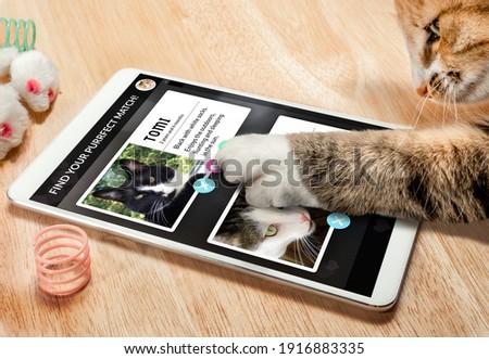 Cat using online dating app on tablet. Screen with matched male profile images and text. A female cat is swiping profiles with the paw. Concept for pets using technology, or animals imitating humans.