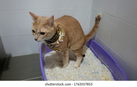 A Cat Using Silica Sand Crystal Cat Litter Inside Pet Toilet Box