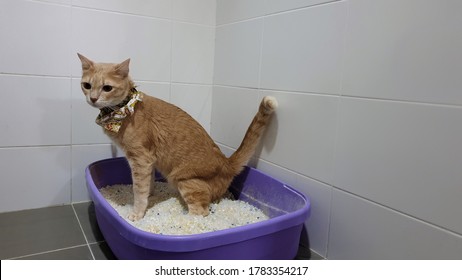 A Cat Using Silica Sand Crystal Cat Litter Inside Pet Toilet Box