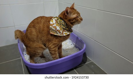 A Cat Using Silica Sand Crystal Cat Litter Inside Pet Toilet Box