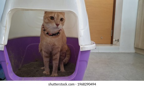 A Cat Using Silica Sand Litter Inside Pet Toilet Box