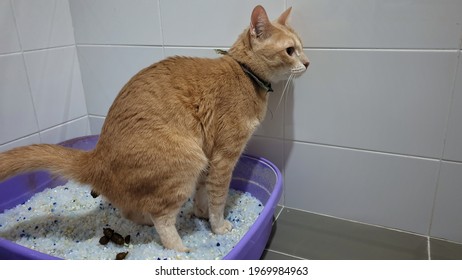 A Cat Using Silica Sand Litter Inside Pet Toilet Box