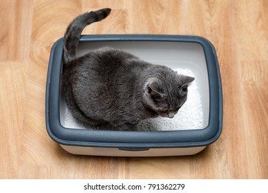 Imagenes Fotos De Stock Y Vectores Sobre Kitten Litterbox