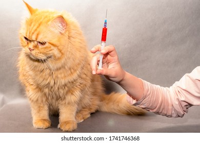 Vaccin Chat Photos Et Images De Stock Shutterstock