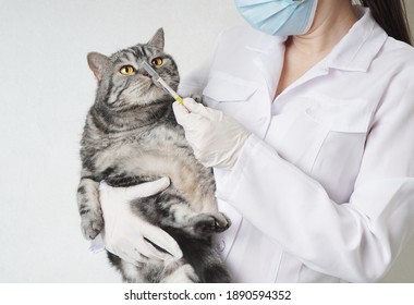 Cat Vaccinations. Veterinarian Shows A Vaccine In A Syringe To A Cat. The Cat Looks At The Syringe With Curious Eyes.