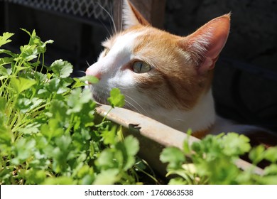 Cat In The Vegetable Garden