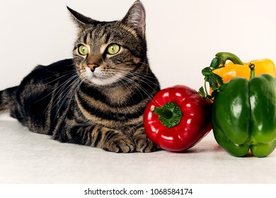 Cat Vegetables Colorful Close Photo Cat Stock Photo 1068584174 ...