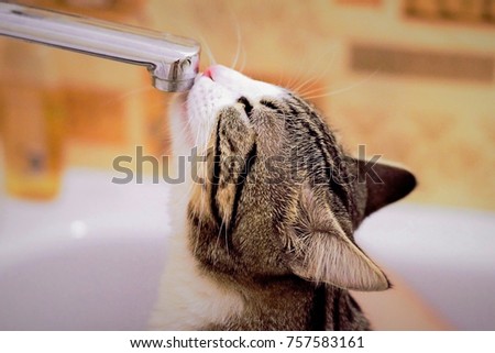 Similar – Image, Stock Photo A very thirsty black dog greedily drinks water from a hose on a hot summer day