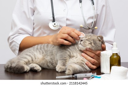 Cat Veterinarian Checkup Vetelinar Examines A Domestic Thoroughbred Cat, Scottish Fold. Domestic Cat Vaccination. Treatment Of Animals. They Give An Injection To A Pet From Rabies. Sick Cat.