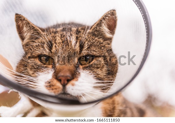 Cat in veterinary white plastic cone, called
e-collar (Elizabethan Collar) on the head, during recovery after
surgery. Natural garden
background.