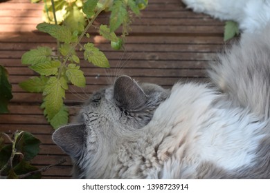 Cat Viewpoint Above In Nature