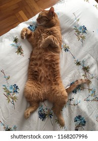 Cat Waiting For A Belly Rub