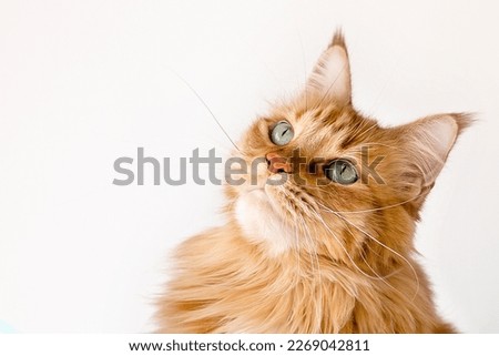 cat waiting for food . face red cat looking up. portrait of a red-haired Maine Coon cat. High quality photo