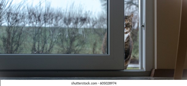 Cat Waiting To Get Inside