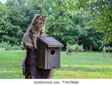 Cat waiting on top of birdhouse. Kitten watching, waiting and hunting for birds. Outdoor country setting with homemade rustic birdhouse.