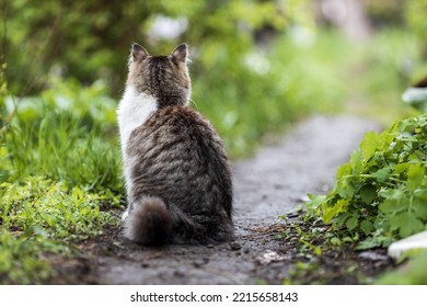 The Cat Is Waiting For The Owner Sitting With His Back On The Trail. Green Grass And Blurred Background. Pet In The Summer Garden