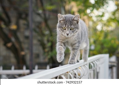 Cat Walk On The Fence