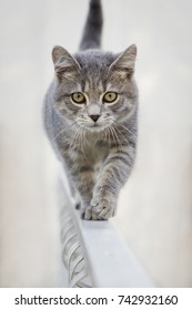 Cat Walk On The Fence